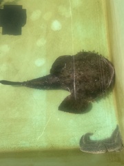 Lophius americanus