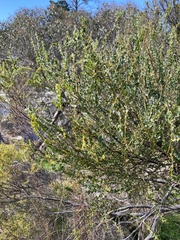 Acacia pravissima