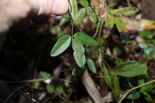 Image of Glycine cyrtoloba by (c) Greg Tasney, some rights reserved (CC BY-SA)