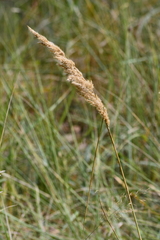 Calamagrostis stricta
