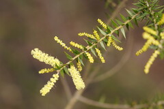 Acacia oxycedrus