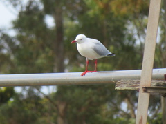 Chroicocephalus novaehollandiae