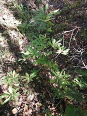 Daphne mezereum
