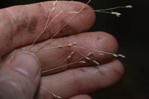 Image of Panicum simile by (c) Greg Tasney, some rights reserved (CC BY-SA)