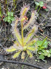 Drosera cistiflora