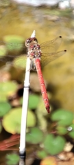 Sympetrum vulgatum
