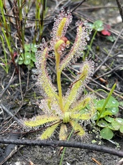 Drosera cistiflora