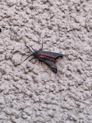 Pygarctia roseicapitis