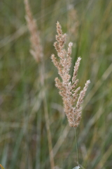 Calamagrostis stricta