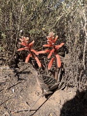 Gonialoe variegata