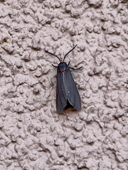 Pygarctia roseicapitis