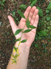 Solidago arguta