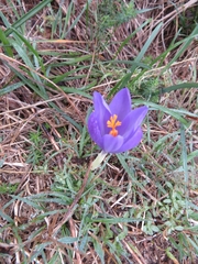 Crocus nudiflorus