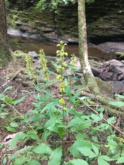 Solidago arguta