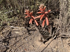 Gonialoe variegata