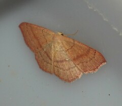 Cyclophora linearia