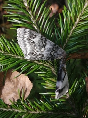 Catocala fraxini