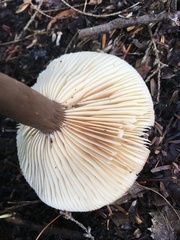 Lactarius lignyotus