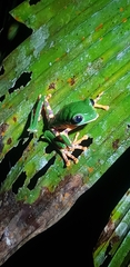 Callimedusa tomopterna