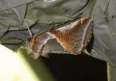 Habrosyne pyritoides