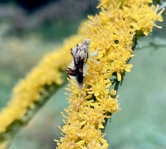 Phymata fasciata
