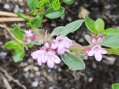 Serpyllum