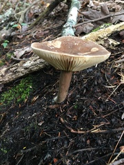 Lactarius lignyotus