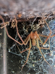 Loxosceles rufescens
