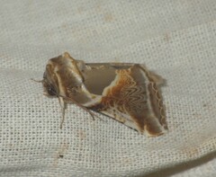Habrosyne pyritoides