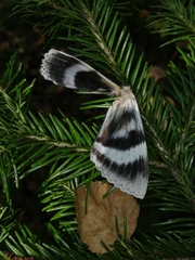 Catocala fraxini