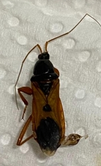 Ectomocoris ululans