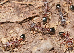 Myrmecia forficata