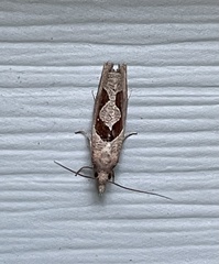 Pelochrista similiana