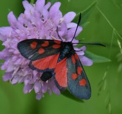 Zygaena angelicae