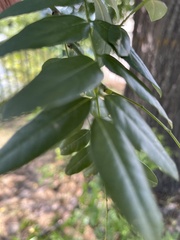 Styphnolobium japonicum