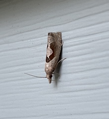 Pelochrista similiana