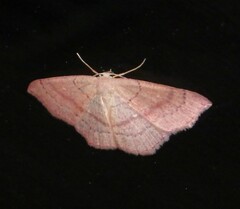 Cyclophora linearia