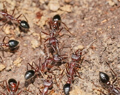 Myrmecia forficata