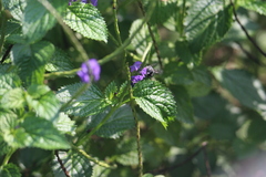Zonamegilla
