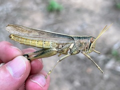 Schistocerca lineata