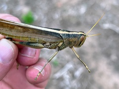 Schistocerca lineata