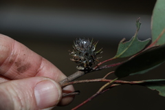 Apiomorpha dipsaciformis