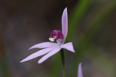 Caladenia hillmanii