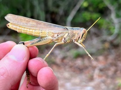 Schistocerca lineata