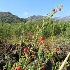 Osyris alba