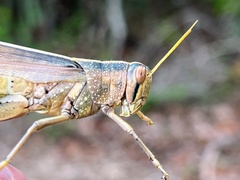 Schistocerca lineata