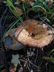 Lactarius scrobiculatus