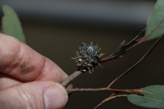 Apiomorpha dipsaciformis