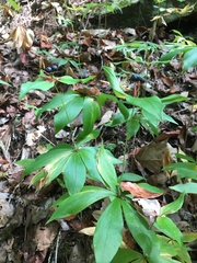 Medeola virginiana