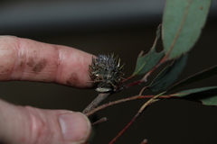 Apiomorpha dipsaciformis